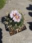 Preview: Stenocactus multicostatus